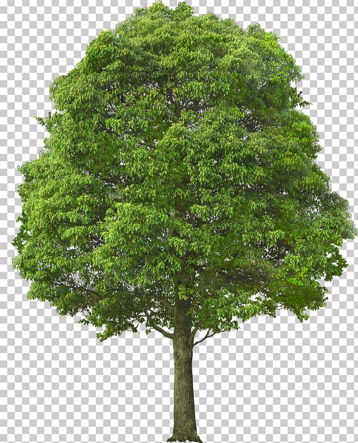 Acer Campestre Tree Shrub Stock Photography Pruning PNG, Clipart, Acer Campestre, Branch, Deciduous, Earleaf Acacia, Evergreen Free PNG Download