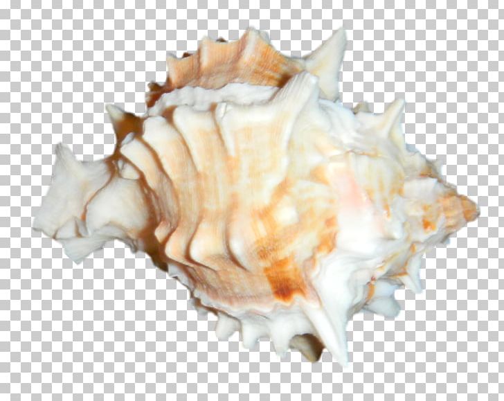 Cockle Clam Mussel Oyster Seashell PNG, Clipart, Animals, Caracola, Clam, Clams Oysters Mussels And Scallops, Cockle Free PNG Download