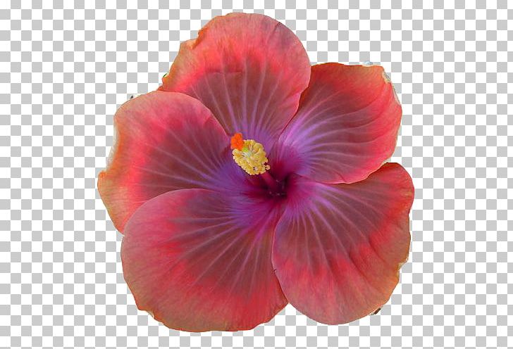 Shoeblackplant Hibiscus Tea Portable Network Graphics 0 April PNG, Clipart, 2018, April, Chemical Reaction, China Rose, Flower Free PNG Download