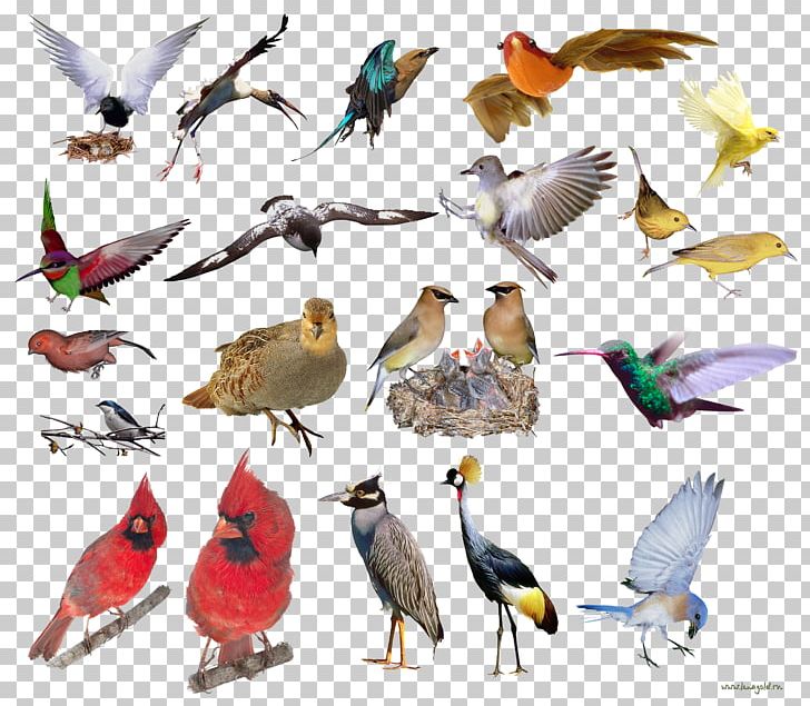 Bird Beak Feather Portable Network Graphics PNG, Clipart, Animals, Beak, Bird, Fauna, Feather Free PNG Download