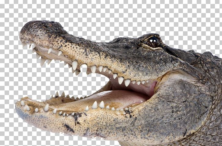 Crocodiles American Alligator PNG, Clipart, Alligator, Alligator Clip, American Alligator, American Crocodile, Animal Free PNG Download