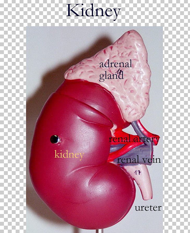 Kidney Circulatory System Anatomy Blood Renal Pelvis PNG, Clipart, Anatomy, Artery, Balloon, Basement Membrane, Blood Free PNG Download