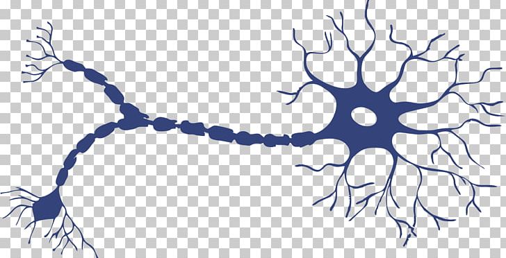 Neuron Axon Soma Nervous System Dendrite PNG, Clipart, Afferent Nerve Fiber, Art, Artwork, Axon Terminal, Black And White Free PNG Download