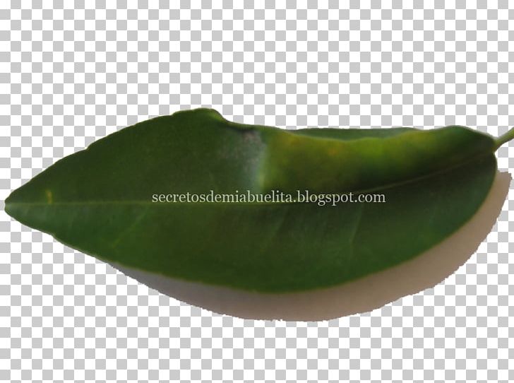 Bell Pepper Chili Pepper Leaf Orange PNG, Clipart, Abuelita, Bell Pepper, Bell Peppers And Chili Peppers, Chili Pepper, Ingredient Free PNG Download