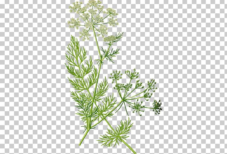 Caraway Herb Cumin Fennel Rosemary PNG, Clipart, Anise, Anthriscus, Apiaceae, Biennial Plant, Branch Free PNG Download