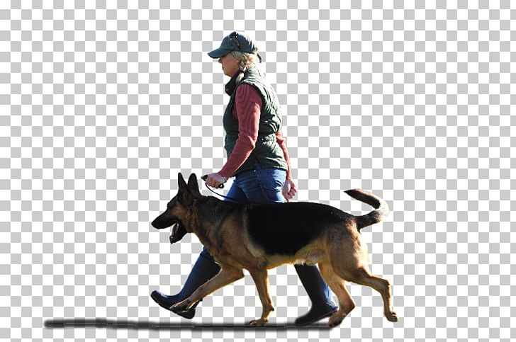 Dog Breed German Shepherd Kunming Wolfdog Dog Training Police Dog PNG, Clipart, Animal, Animals, Animal Training, Carnivoran, Cincinnati Free PNG Download