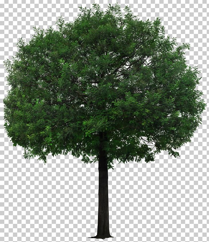 Tree PNG, Clipart, Adobe Illustrator, Big, Big Tree, Branch, Christmas Tree Free PNG Download