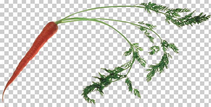 Vegetable Carrot PNG, Clipart, Branch, Broccoli, Carrot, Depositfiles, Flowering Plant Free PNG Download