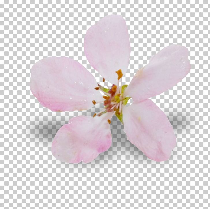 Cherry Blossom Pink M ST.AU.150 MIN.V.UNC.NR AD PNG, Clipart, Blossom, Cherry, Cherry Blossom, Flower, Nature Free PNG Download