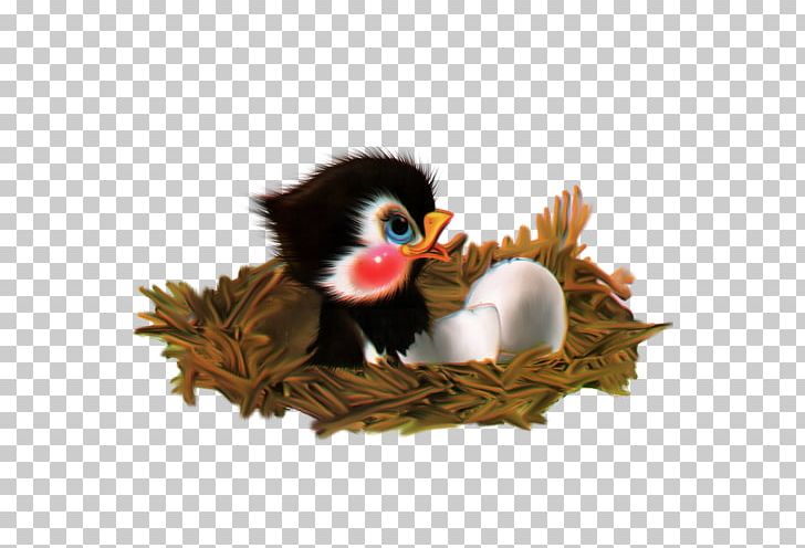Chicken Bird PNG, Clipart, Animal, Animals, Beak, Bird, Cartoon Free PNG Download