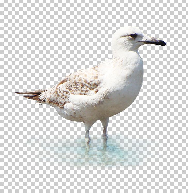 European Herring Gull Great Black-backed Gull PNG, Clipart, Animals, Background White, Beak, Bird, Birds Free PNG Download