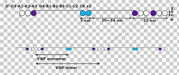 Von Willebrand Factor Von Willebrand Disease Гемостаз Факторы свёртывания крови Factor VIII PNG, Clipart, Abo, Angle, Antibody, Area, Biochemistry Free PNG Download