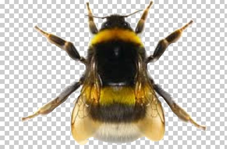 Honey Bee Bumblebee Hornet Wasp PNG, Clipart, Animal, Arthropod, Bee, Beehive, Bumblebee Free PNG Download