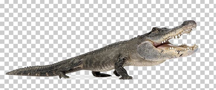 Nile Crocodile American Alligator Reptile Alligators PNG, Clipart, Alligator, Alligator Meat, Animal, Animals, Aquatic Free PNG Download