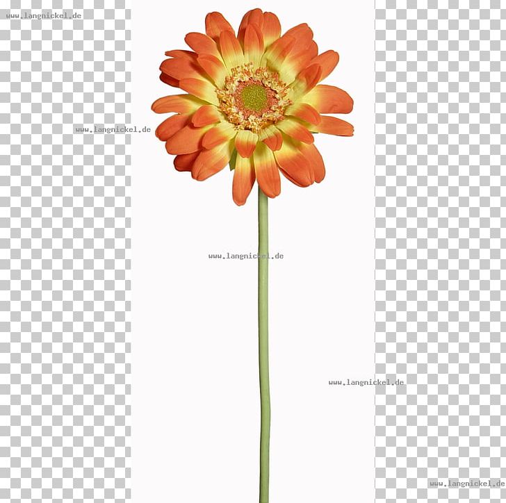Transvaal Daisy Cut Flowers Dahlia Common Sunflower PNG, Clipart, Artificial Flower, Chrysanthemum, Chrysanths, Common Sunflower, Cut Flowers Free PNG Download