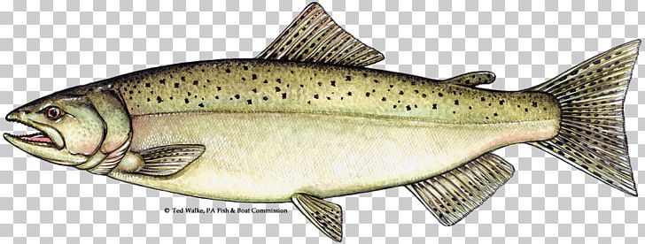 Chinook Salmon Salmonids Atlantic Salmon Trout PNG, Clipart, Animal Figure, Atlantic Salmon, Bony Fish, Chinook Salmon, Chum Salmon Free PNG Download