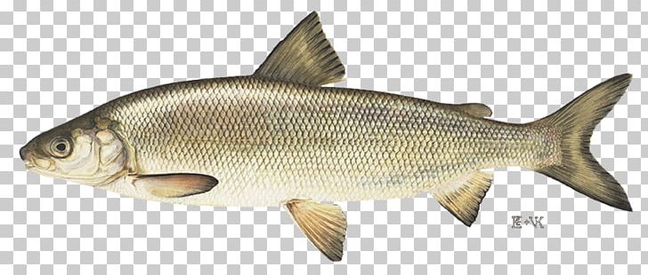 Great Lakes Lake Whitefish Atlantic Whitefish PNG, Clipart, Animal Figure, Bony Fish, Common Rudd, Fauna, Fish Free PNG Download