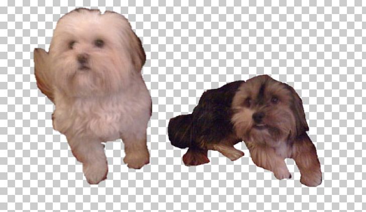 Havanese Dog Lhasa Apso Norfolk Terrier Rare Breed (dog) Puppy PNG, Clipart, Breed, Carnivoran, Companion Dog, Dog, Dog Breed Free PNG Download