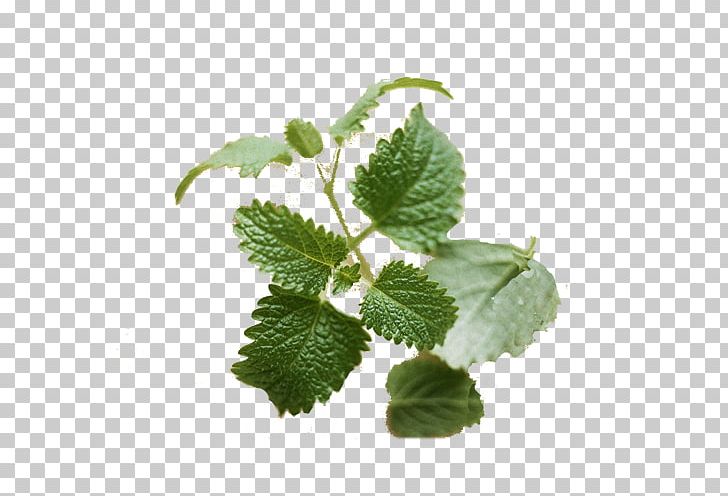 Lemon Balm Plant Photosynthesis PNG, Clipart, Background Green, Designer, Function, Green, Green Apple Free PNG Download