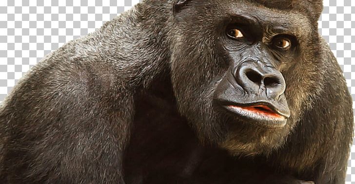 Primate Ape PNG, Clipart, Agg, Animals, Ape, Common Chimpanzee, Computer Icons Free PNG Download