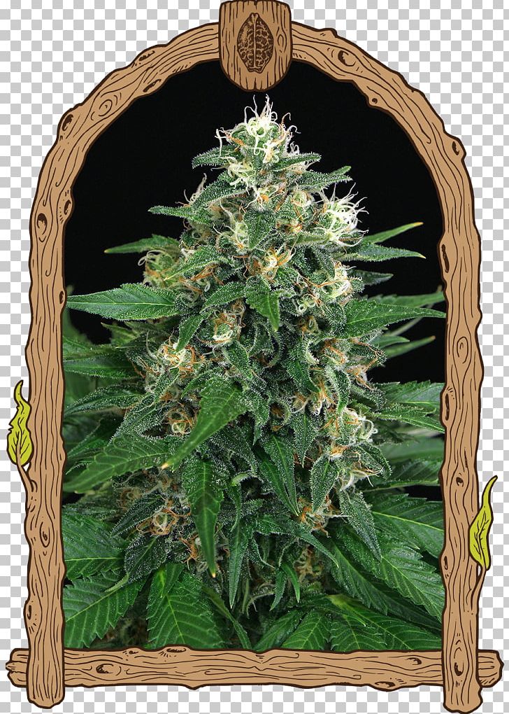 Seed Bank Thai Cuisine Cannabis Sativa Kush PNG, Clipart, Autoflowering Cannabis, Cannabis, Cannabis Sativa, Dominance, Dutch Passion Free PNG Download