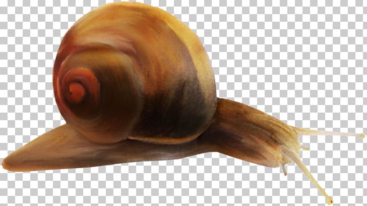 Snail Photography Orthogastropoda PNG, Clipart, Animal, Animals, Brown, Designer, Download Free PNG Download