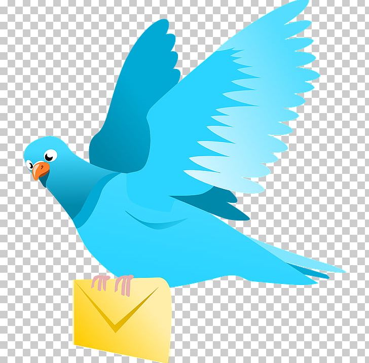 Domestic Pigeon Columbidae Squab Flight PNG, Clipart, Animals, Beak, Bird, Bird Flight, Columbidae Free PNG Download