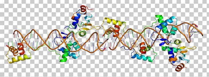 PAX8 Pax Genes PAX5 PAX2 PNG, Clipart, Area, Body Jewelry, Ets, Ets 2, Gene Free PNG Download