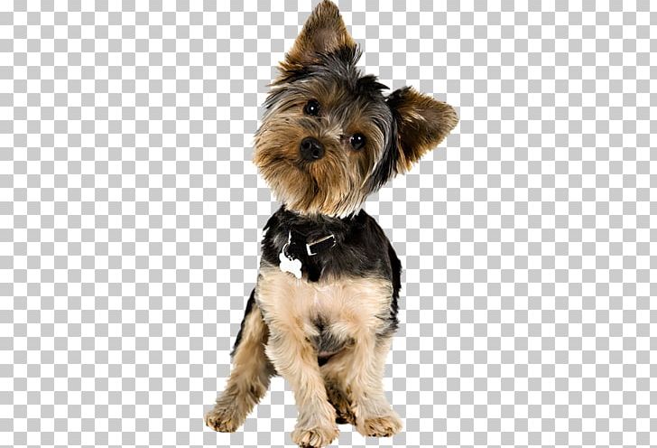 Puppy Brittany Dog Pet Dog Grooming Hair Clipper PNG, Clipart, Animals, Brittany Dog, Cairn Terrier, Carnivoran, Coat Free PNG Download