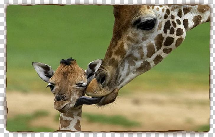 Rothschilds Giraffe Lion South African Giraffe Masai Giraffe PNG, Clipart, Animal, Camelopardalis, Eventoed Ungulate, Fauna, Giraffe Free PNG Download