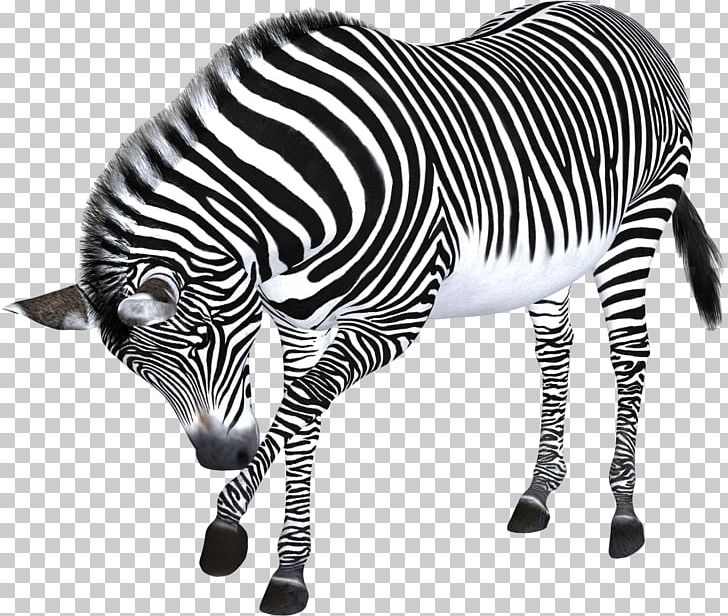 Zebra Computer File PNG, Clipart, Animal, Animals, Black And White, Cartoon, Cartoon Zebra Crossing Free PNG Download