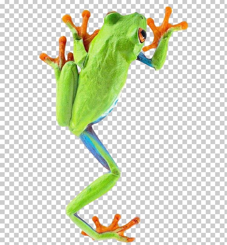 American Green Tree Frog Australian Green Tree Frog PNG, Clipart, Agalychnis, Amphibian, Animal, Animals, Catoftheday Free PNG Download