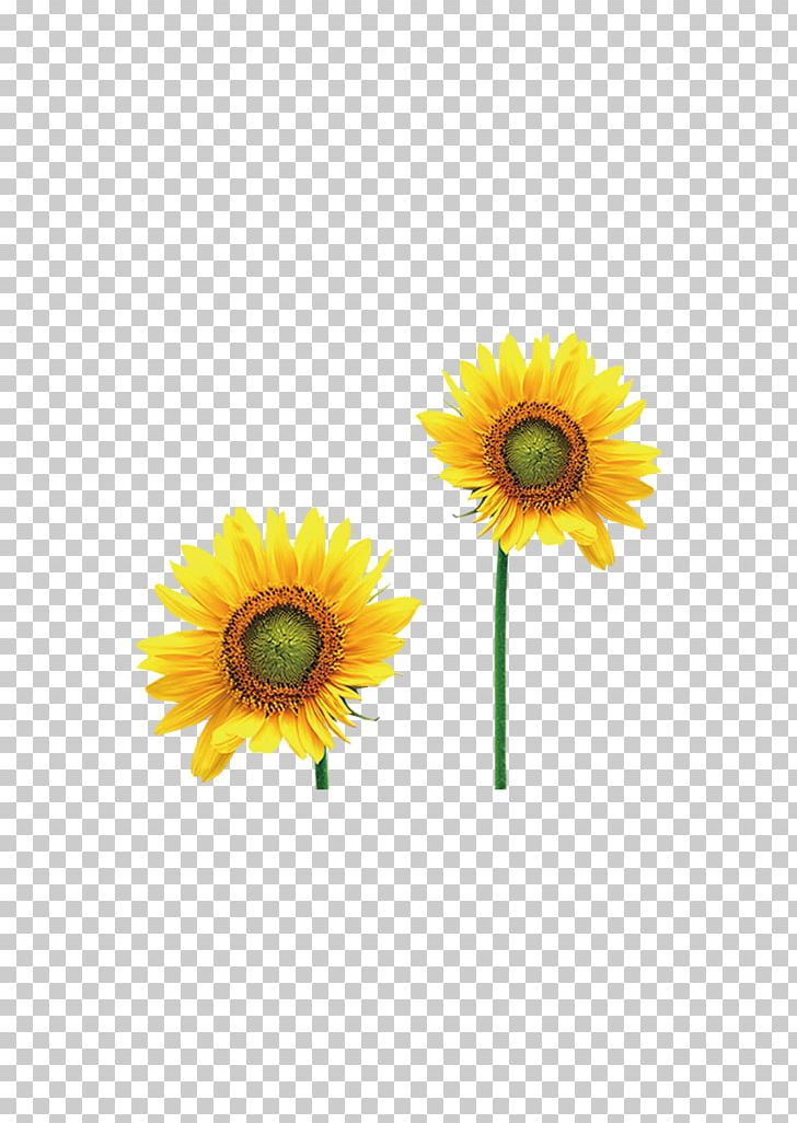 Common Sunflower Intellectual Disability Photography PNG, Clipart, Autism, Child, Daisy, Daisy Family, Dis Free PNG Download