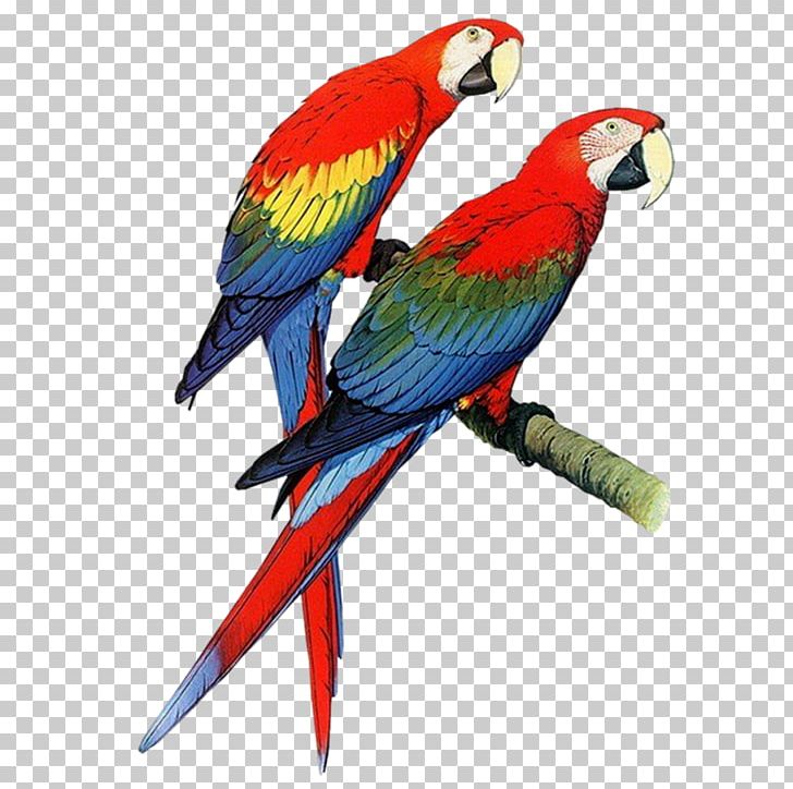 Parrots Of The World Bird Budgerigar Macaw PNG, Clipart, Animals, Beak, Bird, Blueandyellow Macaw, Budgerigar Free PNG Download