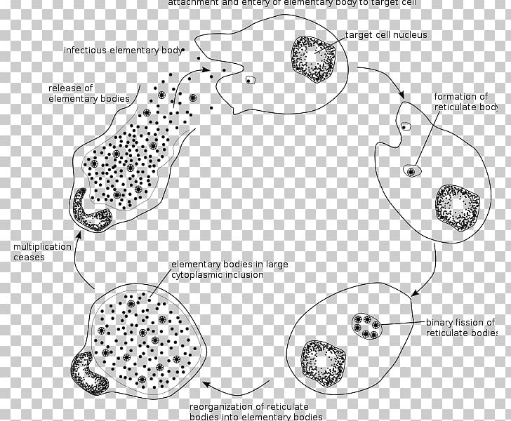 Chlamydia Trachomatis Chlamydiae Chlamydia Infection Intracellular Parasite PNG, Clipart, Angle, Area, Auto Part, Bacteria, Black And White Free PNG Download