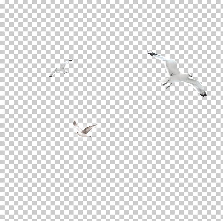Bird Black And White Angle PNG, Clipart, Angle, Animals, Background White, Bird, Black And White Free PNG Download