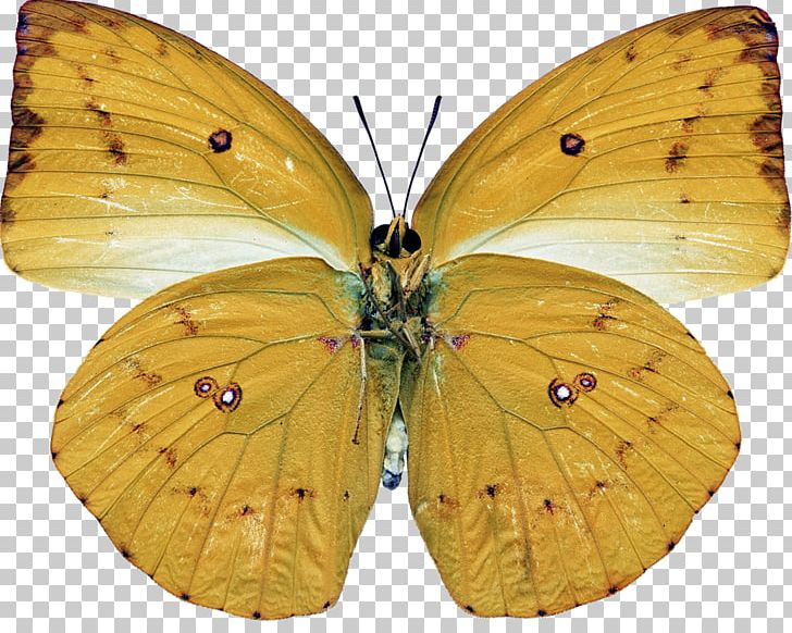 Clouded Yellows Monarch Butterfly Gossamer-winged Butterflies Bombycidae PNG, Clipart, Arthropod, Bombycidae, Brush Footed Butterfly, Insects, Lycaenid Free PNG Download