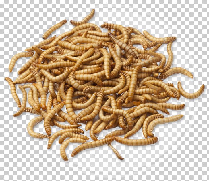Insect Mealworm Entomophagy Protein Superworm PNG, Clipart, Animals, Bird Food, Creature, Cricket, Darkling Beetle Free PNG Download