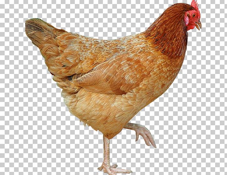 Plymouth Rock Chicken Poultry Rooster PNG, Clipart, Barred, Barred Plymouth Rock Chicken, Beak, Bird, Chicken Free PNG Download
