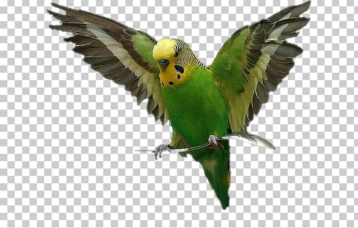 Bird Amazon Parrot Budgerigar Cat PNG, Clipart, Amazon Parrot, Beak, Bird, Birdcage, Budgerigar Free PNG Download