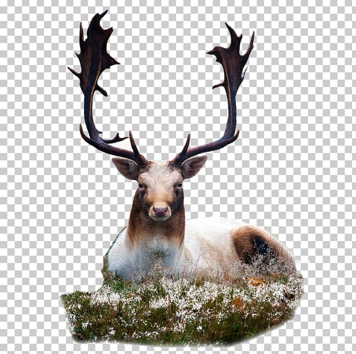 Fallow Deer Dog Animal Deer Hunting PNG, Clipart, Animal, Animals, Antler, Biggame Hunting, Biological Free PNG Download