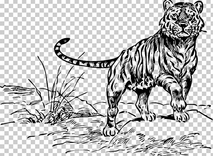 White Tiger Drawing PNG, Clipart, Animals, Big Cats, Carnivoran, Cat Like Mammal, Dog Like Mammal Free PNG Download
