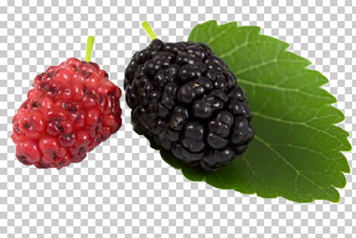 Black Mulberry White Mulberry Blackberry Aronia Melanocarpa PNG, Clipart, Blueberry, Food, Fruit, Fruit Nut, Frutti Di Bosco Free PNG Download