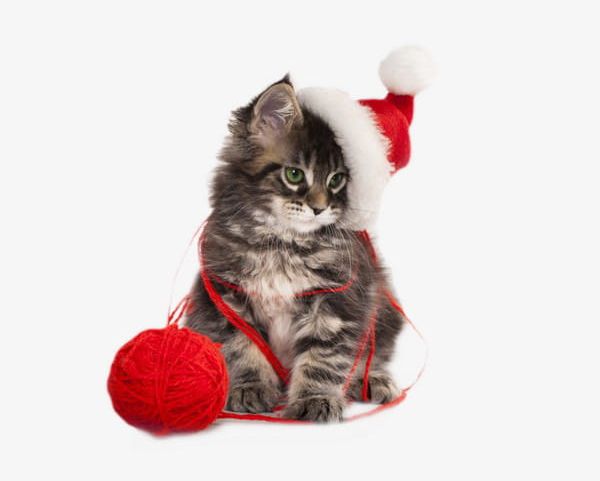 Christmas Cute Cat Creative PNG, Clipart, Animals, Animals Pets, Cat Clipart, Cat Clipart, Christmas Free PNG Download