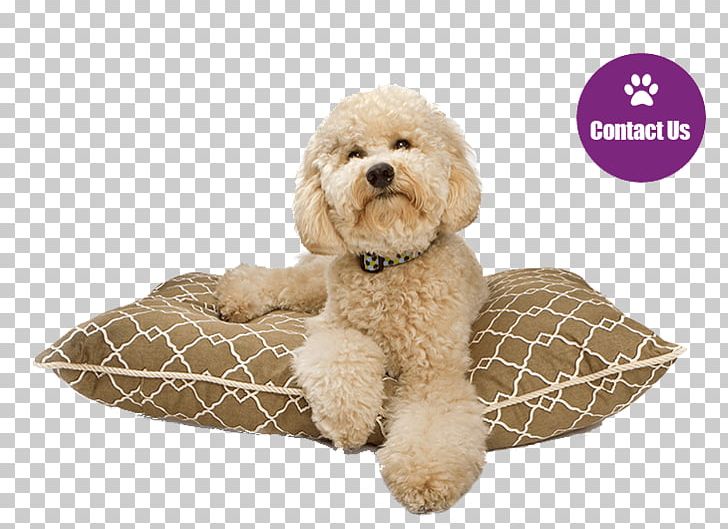 Cockapoo Goldendoodle Puppy Labradoodle Dog Breed PNG, Clipart, Animals, Carnivoran, Cat, Cockapoo, Companion Dog Free PNG Download