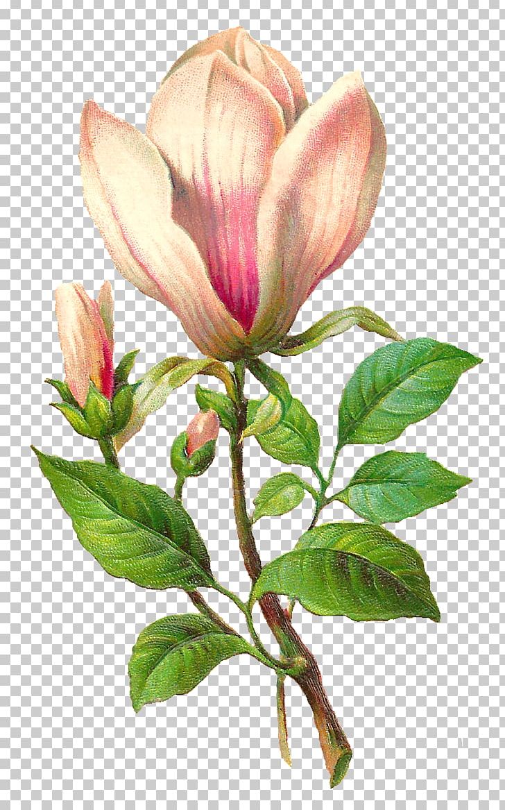 Flower Botany Botanical Illustration PNG, Clipart, Antique, Botanical Illustration, Botany, Bud, Clip Art Free PNG Download