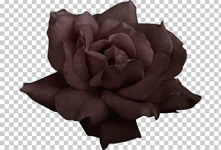 Garden Roses Flower Petal PNG, Clipart, Black, Color, Flower, Flowering Plant, Flower Petal Free PNG Download