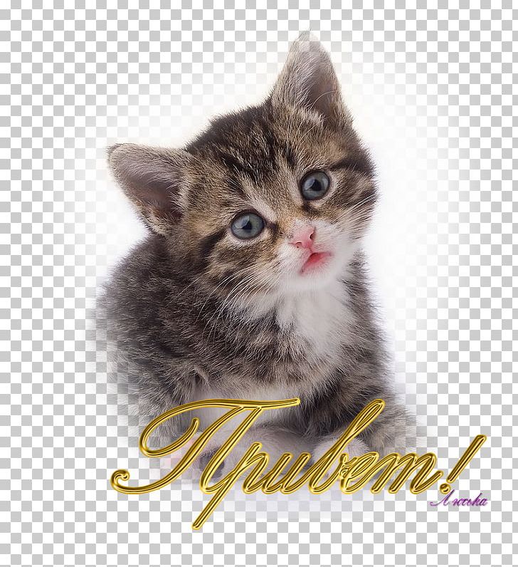 Kitten American Shorthair Png Clipart American Wirehair Animals