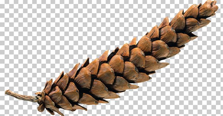 Twig Material Computer Icons PNG, Clipart, Clip Art, Computer Icons, Conifer Cone, Crunch, Definition Free PNG Download