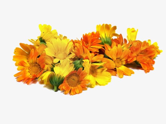 Calendula Herb PNG, Clipart, Bright, Calendula, Calendula Clipart, Chrysanthemum, Flowers Free PNG Download